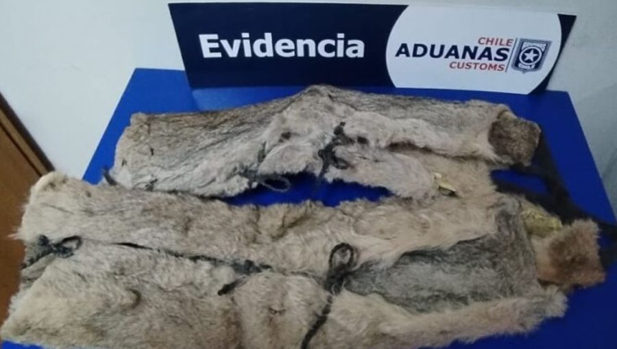 Sorprenden a ciudadana argentina con dos pieles de puma en la maleta mientras intentaba cruzar la frontera en Magallanes