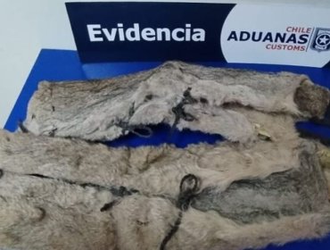 Sorprenden a ciudadana argentina con dos pieles de puma en la maleta mientras intentaba cruzar la frontera en Magallanes