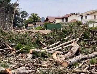 Impacto en Algarrobo por tala en bosque de Canelo y Canelillo: Municipio defiende intervención y anuncia reforestación