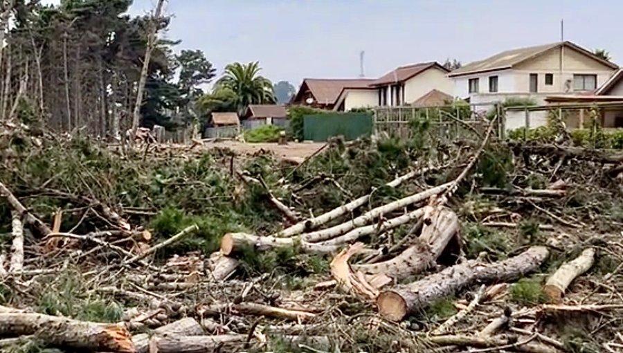 Impacto en Algarrobo por tala en bosque de Canelo y Canelillo: Municipio defiende intervención y anuncia reforestación