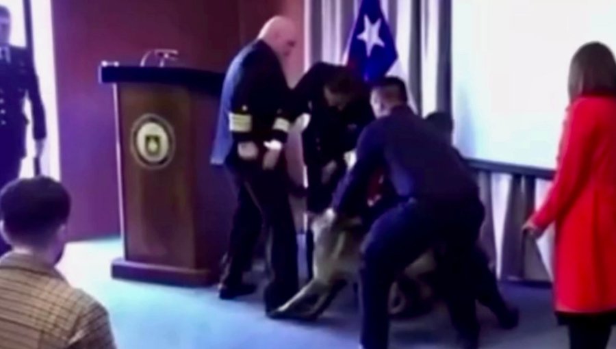 ¿Olfato infalible? Perro antidrogas muerde bolsillo de Vicealmirante de la Armada en plena ceremonia en la región de Valparaíso