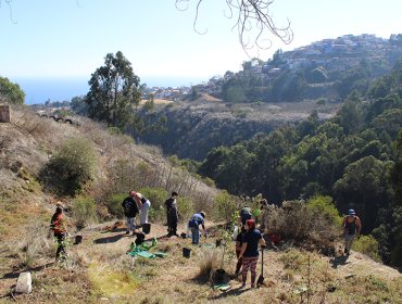 UPLA y vecinos impulsan reforestación y sendero ecológico en quebrada de Playa Ancha