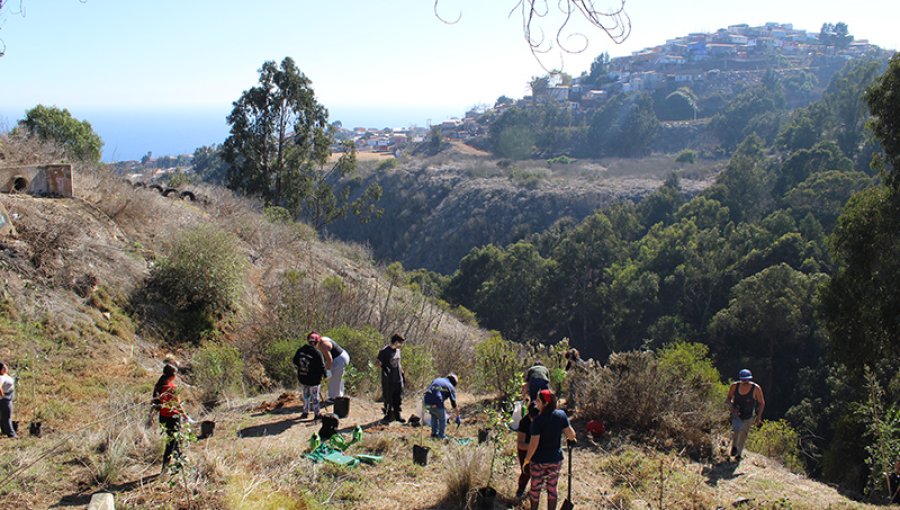 UPLA y vecinos impulsan reforestación y sendero ecológico en quebrada de Playa Ancha