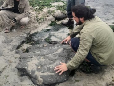 Paleontólogos confirman presencia de dinosaurios terrestres y aves del Cretácico en Algarrobo