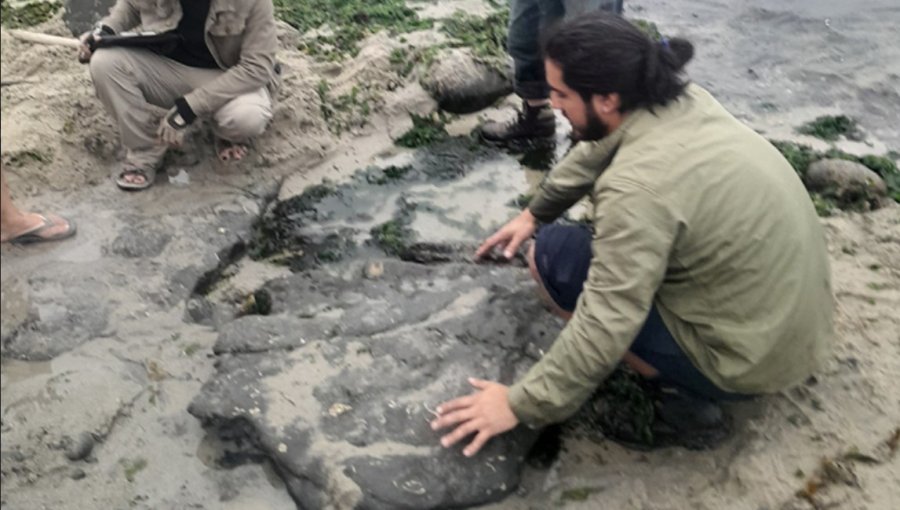 Paleontólogos confirman presencia de dinosaurios terrestres y aves del Cretácico en Algarrobo