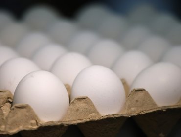 SAG incautó en Tarapacá más de 350 mil huevos de gallina ingresados de manera irregular a Chile