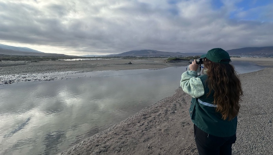 SAG confirma primer caso de gripe aviar en Atacama: ya son 12 las regiones afectadas