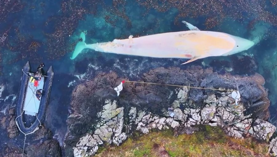 Investigan varamiento de ocho ballenas sei en remoto sector al sur de Puerto Williams