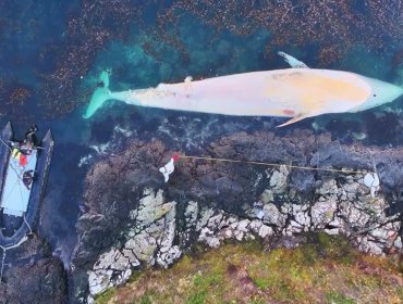 Investigan varamiento de ocho ballenas sei en remoto sector al sur de Puerto Williams