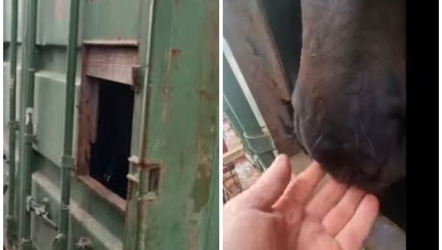 Yegua cumple 12 días atrapada en contenedor de carga en la bahía de Valparaíso tras fallas en buque a Rapa Nui