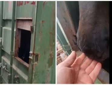 Yegua cumple 12 días atrapada en contenedor de carga en la bahía de Valparaíso tras fallas en buque a Rapa Nui