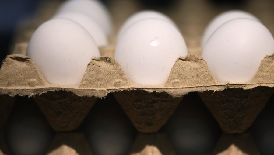 Sernac realiza reporte sobre etiquetado y características de los huevos: productos de gallinas felices no tienen definición legal