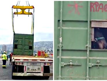 Desembarcan en Valparaíso a yegua que permaneció cerca de 12 días a bordo de embarcación con destino a Rapa Nui