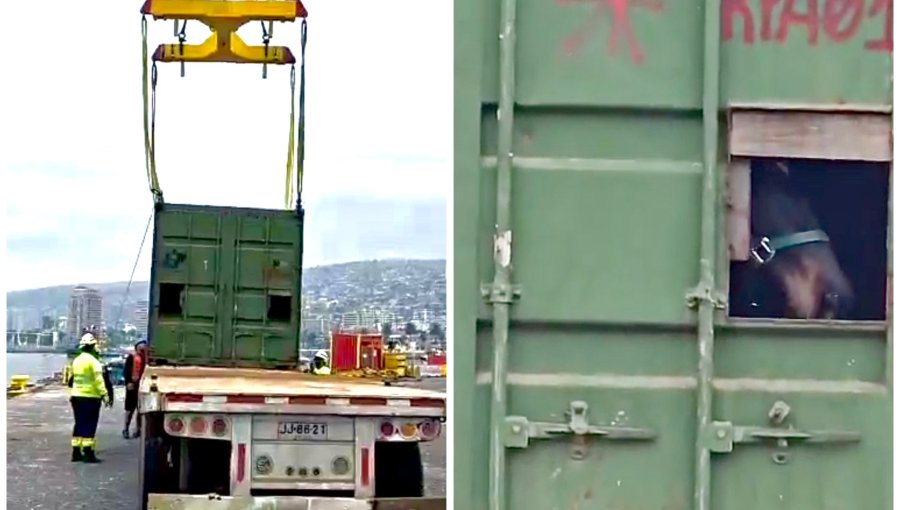 Desembarcan en Valparaíso a yegua que permaneció cerca de 12 días a bordo de embarcación con destino a Rapa Nui