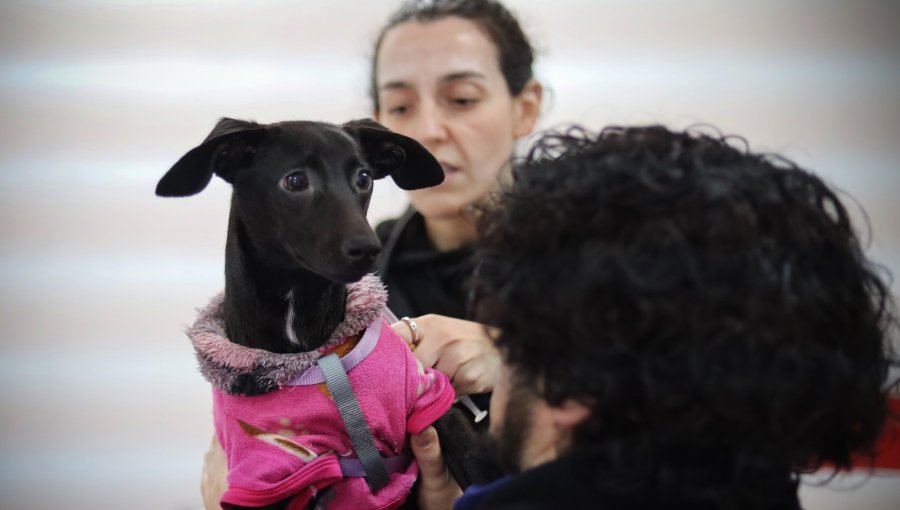 Valparaíso inicia nuevo ciclo de esterilizaciones gratuitas y proyectan 6 mil intervenciones