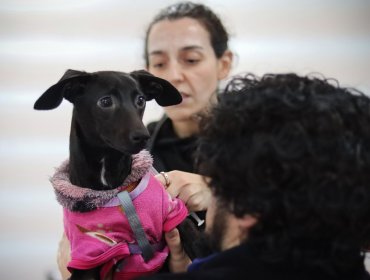 Valparaíso inicia nuevo ciclo de esterilizaciones gratuitas y proyectan 6 mil intervenciones