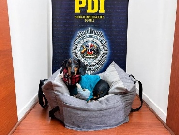 Recuperan perro de apoyo emocional que había sido sustraído por expareja de su dueña
