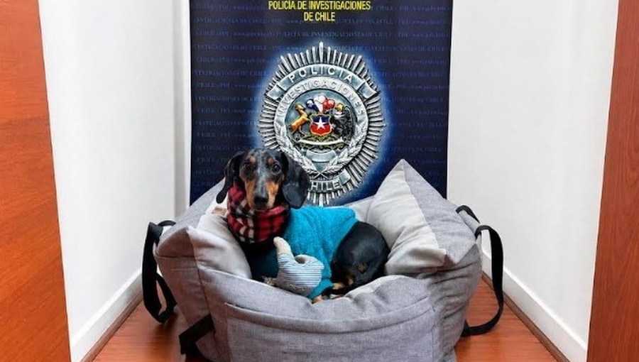 Recuperan perro de apoyo emocional que había sido sustraído por expareja de su dueña