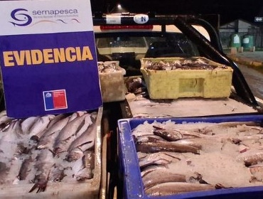 Incautan 1,7 toneladas de merluza sin acreditación legal en carretera del Biobío