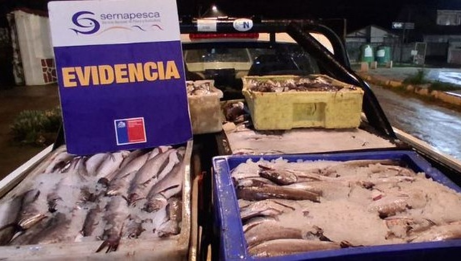Incautan 1,7 toneladas de merluza sin acreditación legal en carretera del Biobío