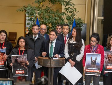 «Ley Balto»: Diputados presentan proyecto para endurecer penas contra el maltrato animal