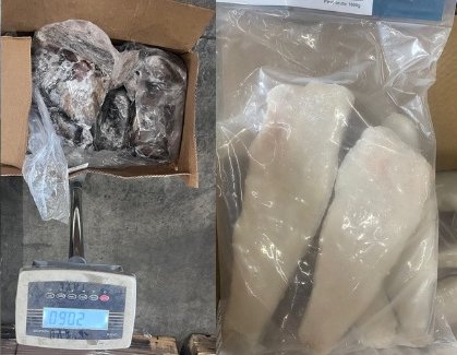 Detectan almacenamiento irregular de pulpo del norte y merluza del Atlántico en Santiago: 4,6 toneladas de productos del mar incautados