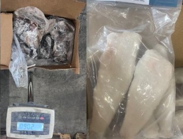 Detectan almacenamiento irregular de pulpo del norte y merluza del Atlántico en Santiago: 4,6 toneladas de productos del mar incautados