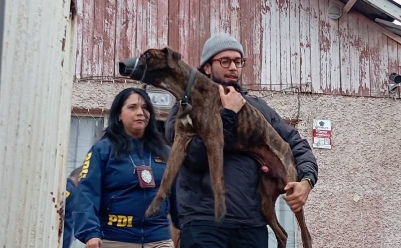 Detienen a mujer por maltrato animal tras rescate de tres perros en Villa Alemana
