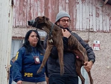 Detienen a mujer por maltrato animal tras rescate de tres perros en Villa Alemana