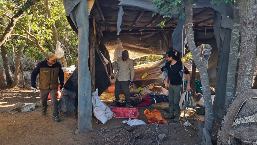 Desmantelan campamento ilegal en el sector Palmas de Ocoa del Parque Nacional La Campana en Hijuelas