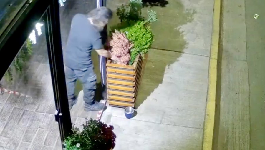 Concón enfrenta insólita ola de robos de plantas: reforzarán trabajo con locatarios