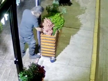 Concón enfrenta insólita ola de robos de plantas: reforzarán trabajo con locatarios