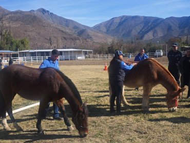Usuarios del Centro de Educación y Trabajo de Putaendo podrán convertirse en asistentes de equinoterapia tras acuerdo