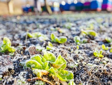 Alerta por heladas en la región de Valparaíso: Ministerio de Agricultura entrega claves urgentes para proteger cultivos y ganado