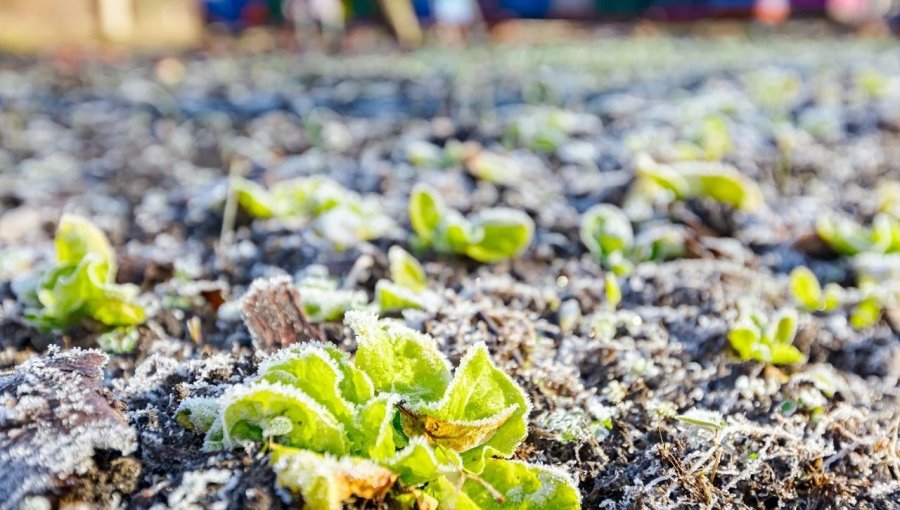 Alerta por heladas en la región de Valparaíso: Ministerio de Agricultura entrega claves urgentes para proteger cultivos y ganado