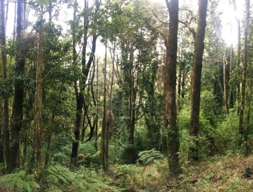 Chile recibe nuevo pago del Banco Mundial por US$15 millones por reducir emisiones en bosques nativos