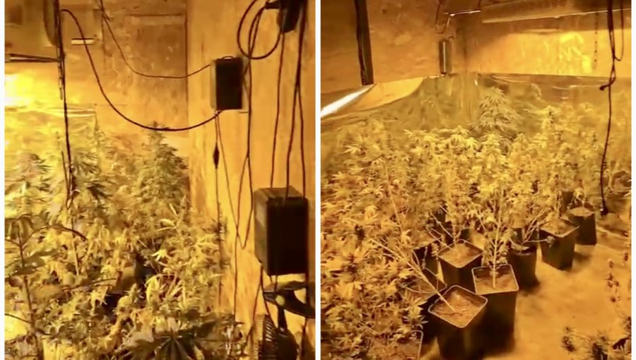 Detienen a hombre de 39 años que mantenía cultivo indoor de cannabis sativa y más de 60 plantas en su domicilio en Limache