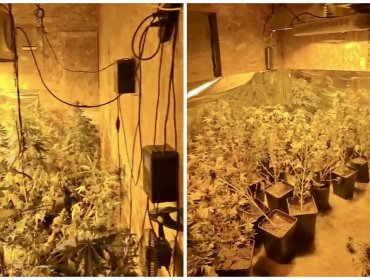 Detienen a hombre de 39 años que mantenía cultivo indoor de cannabis sativa y más de 60 plantas en su domicilio en Limache