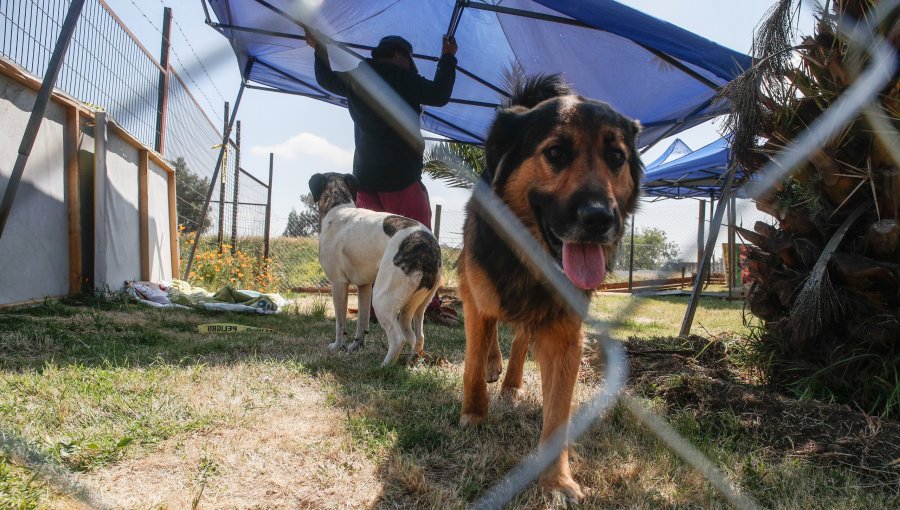 Contraloría advierte riesgo de uso indebido de dineros destinados a programa de protección de mascotas