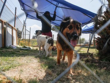 Contraloría advierte riesgo de uso indebido de dineros destinados a programa de protección de mascotas