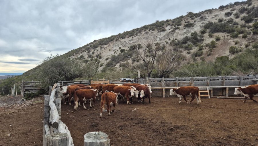 Detienen a chileno y recuperan en Aysén 17 bovinos robados en Argentina: imputado quedó en prisión preventiva