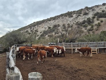 Detienen a chileno y recuperan en Aysén 17 bovinos robados en Argentina: imputado quedó en prisión preventiva