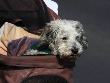 SAG exigirá microchip o tatuaje para el ingreso de perros y gatos a Chile desde el extranjero