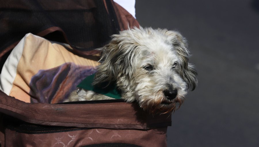SAG exigirá microchip o tatuaje para el ingreso de perros y gatos a Chile desde el extranjero