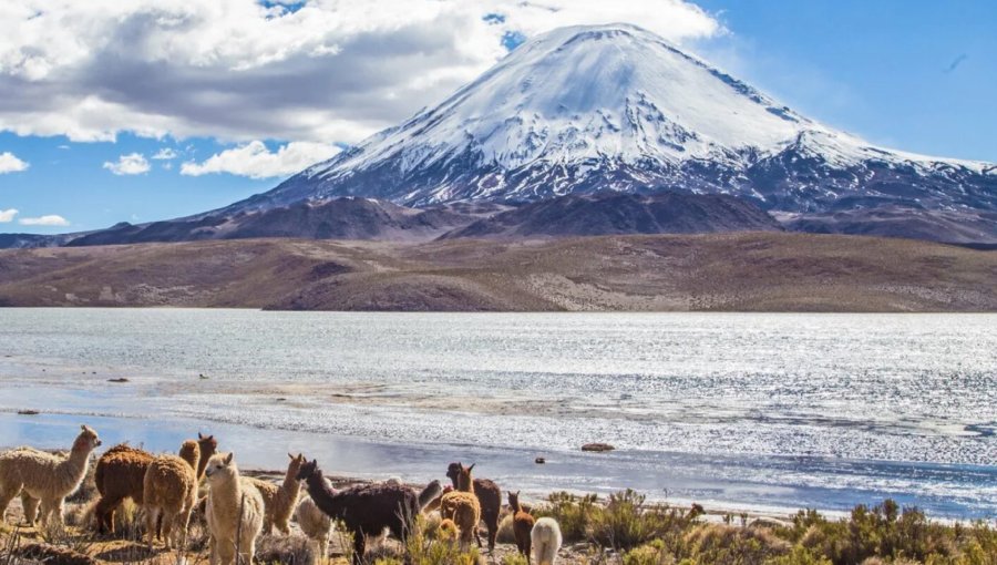 Contraloría constata deficiencias en la gestión de Conaf para la protección del Parque Nacional Lauca y el lago Chungará en Arica