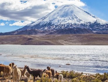 Contraloría constata deficiencias en la gestión de Conaf para la protección del Parque Nacional Lauca y el lago Chungará en Arica