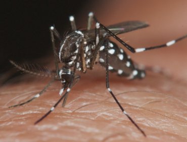 Antofagasta refuerza el blindaje contra el dengue: designan nuevo centro centinela en el "corazón" del hallazgo del mosquito