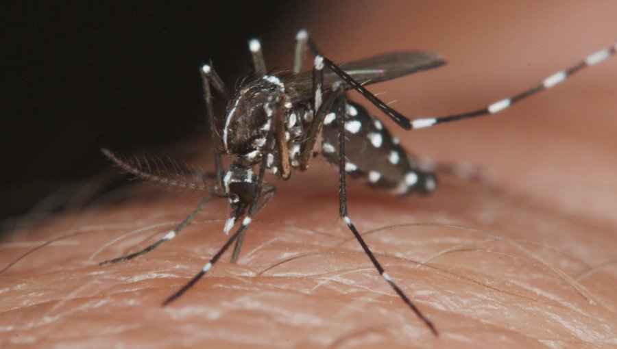 Antofagasta refuerza el blindaje contra el dengue: designan nuevo centro centinela en el "corazón" del hallazgo del mosquito