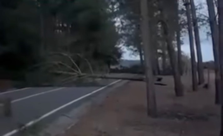Caída de árboles por frente de mal tiempo bloquea salida de Tunquén hacia Quintay