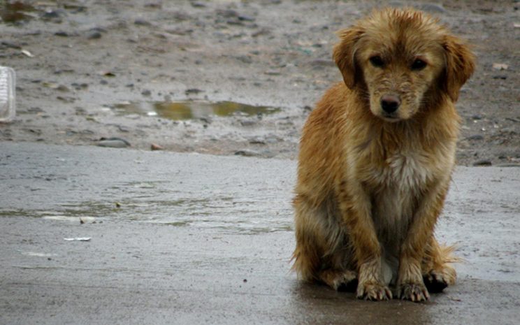 Valparaíso habilita refugio temporal para animales comunitarios durante el sistema frontal